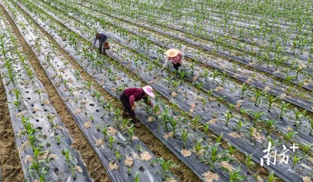 龍湖區新溪街道北中農民合作社的農戶正在玉米地中勞作。 龍湖區新溪街道北中農民合作社的農戶正在玉米地中勞作。