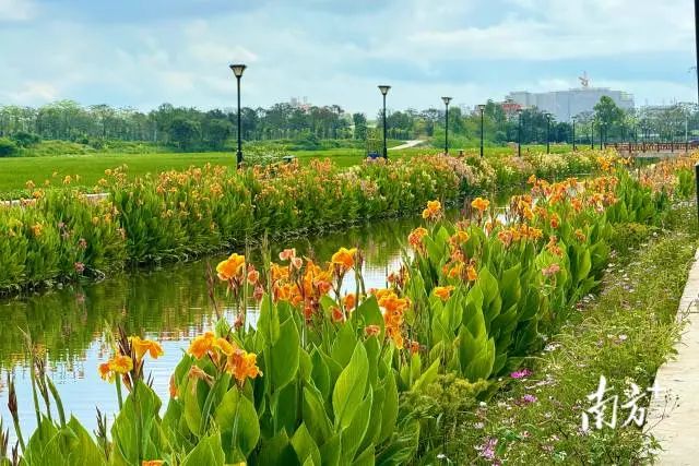 花漫田園,河道兩旁打造形成供游客休閑散步的親水綠道。 南方+ 蔡沚彥 拍攝 花漫田園,河道兩旁打造形成供游客休閑散步的親水綠道。 南方+ 蔡沚彥 拍攝